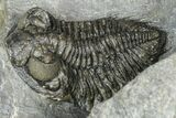 Double Coltraneia Trilobite Fossil - Huge Faceted Eyes #363238-10
